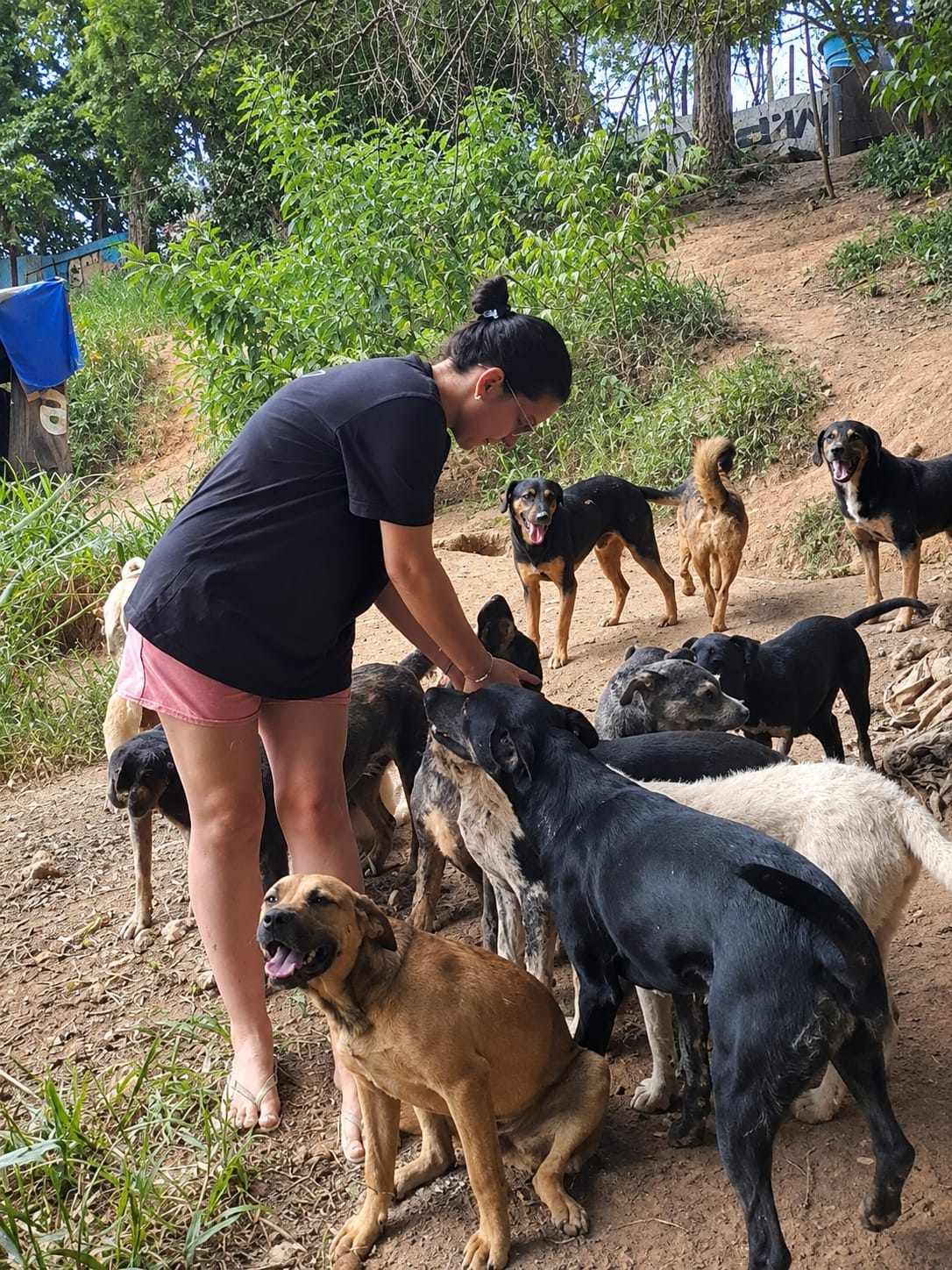 Veronica alimentando e cuidando de cães resgatados
